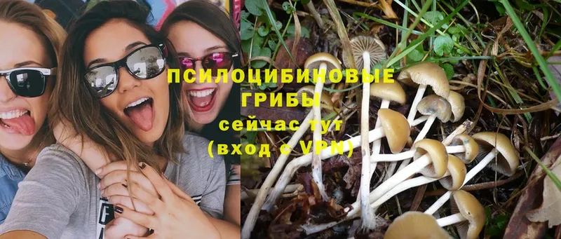 где можно купить   Шадринск  Псилоцибиновые грибы Psilocybe 